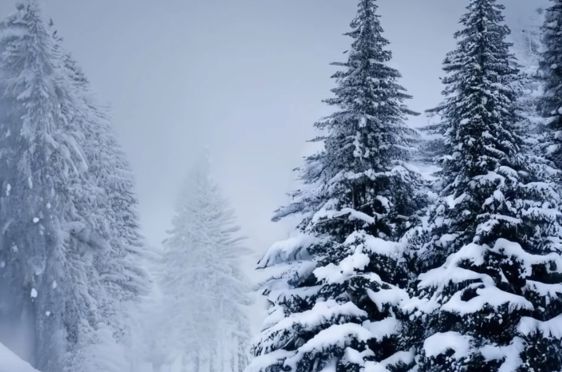 en gruppe trær dekket av snø